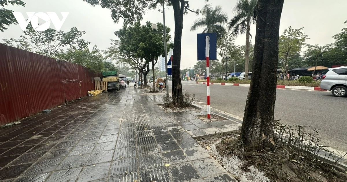View - Sau chỉnh trang vỉa hè, loạt cây xanh ở Hà Nội lộ rễ nguy cơ nghiêng đổ | Báo Tri thức và Cuộc sống - TIN TỨC PHỔ BIẾN KIẾN THỨC 24H