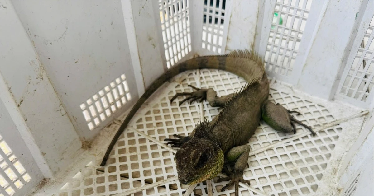 Gallery - Người dân Tây Ninh tự nguyện giao nộp rồng đất có tên trong Sách đỏ | Báo Tri thức và Cuộc sống - TIN TỨC PHỔ BIẾN KIẾN THỨC 24H