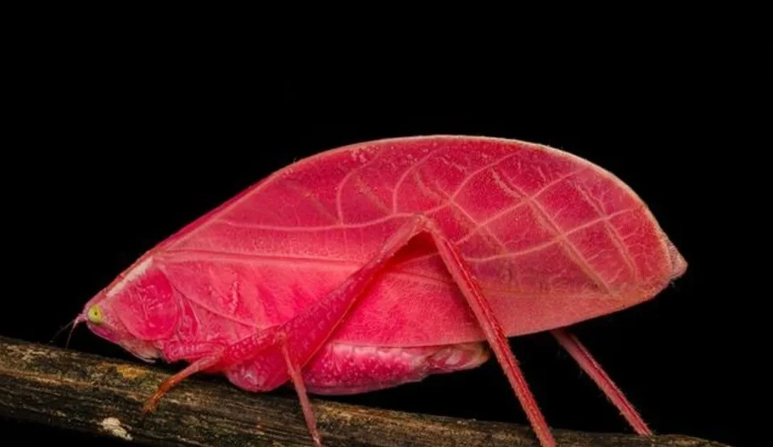 Loài muồm muỗm đổi màu như chiếc lá cây, ngụy trang tinh vi