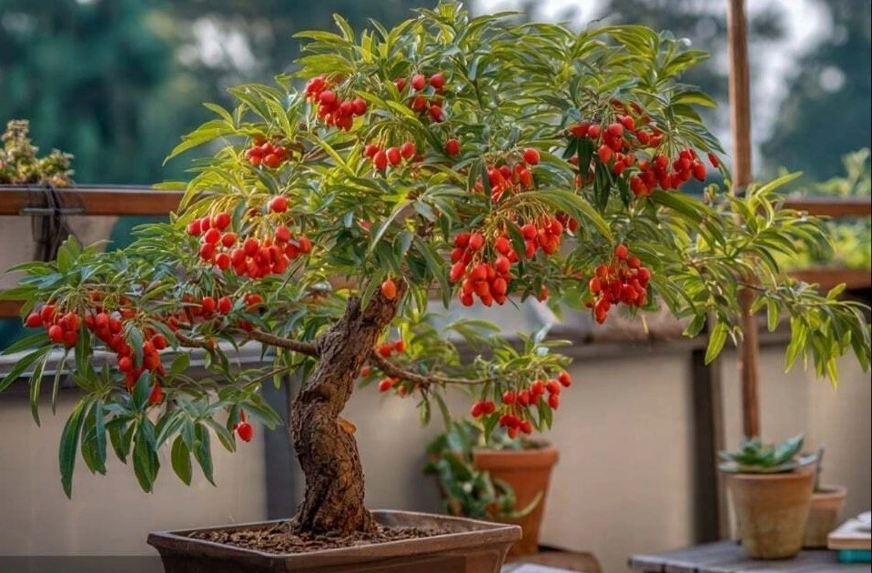 Gallery - 4 cây cảnh như ngọc quý ẩn trong đá, bảo vệ gia đình, hút lộc | Báo Tri thức và Cuộc sống - TIN TỨC PHỔ BIẾN KIẾN THỨC 24H