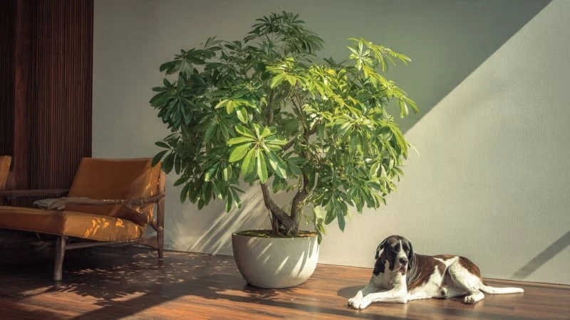 View - Cổ nhân dặn, trồng 5 cây cảnh trong nhà, thịnh vượng, may mắn ghé thăm | Báo Tri thức và Cuộc sống - TIN TỨC PHỔ BIẾN KIẾN THỨC 24H