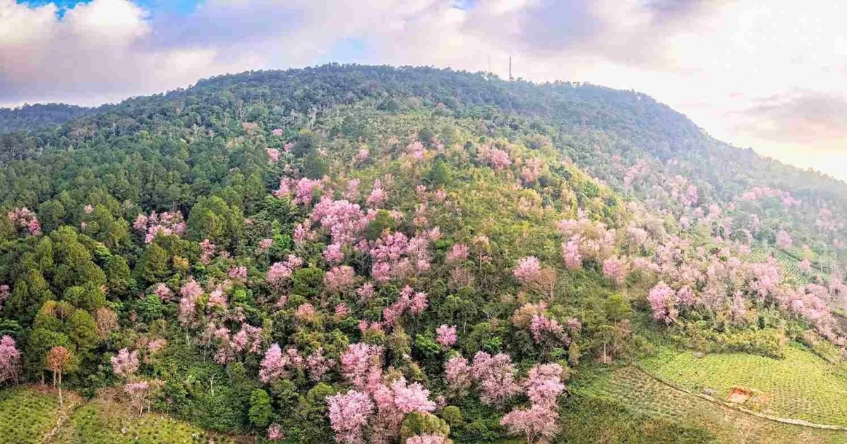 View - Lâm Đồng tổ chức Lễ hội Mai anh đào - Đà Lạt xuân 2026 kéo dài 20 ngày | Báo Tri thức và Cuộc sống - TIN TỨC PHỔ BIẾN KIẾN THỨC 24H