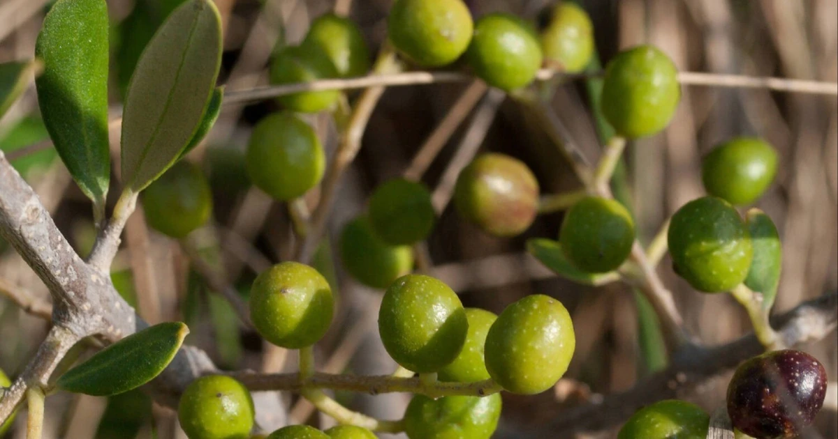 Gallery - Bí mật đằng sau loại cây làm nên 'vàng lỏng' nổi tiếng thế giới | Báo Tri thức và Cuộc sống - TIN TỨC PHỔ BIẾN KIẾN THỨC 24H