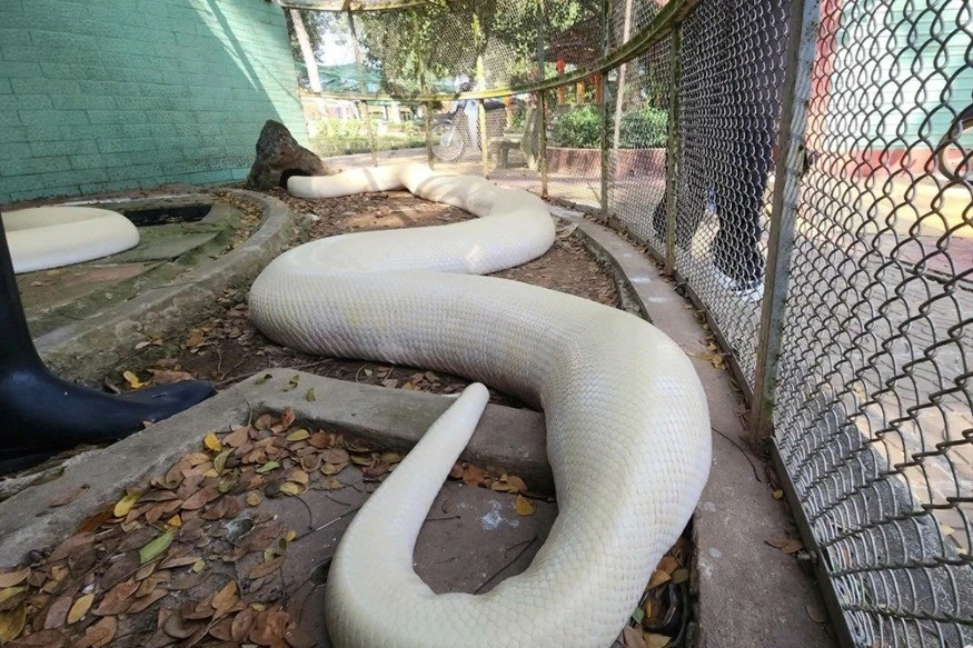Gallery - Trăn bạch tạng quý hiếm, đẹp lạ trong trại rắn lớn nhất miền Tây | Báo Tri thức và Cuộc sống - TIN TỨC PHỔ BIẾN KIẾN THỨC 24H