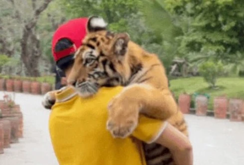 View - Tuýt còi khu du lịch để khách tham quan bế hổ như thú cưng | Báo Tri thức và Cuộc sống - TIN TỨC PHỔ BIẾN KIẾN THỨC 24H