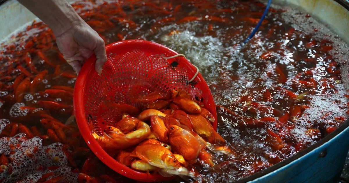 View - Chợ cá Thủ đô tấp nập trước ngày đưa tiễn ông Táo | Báo Tri thức và Cuộc sống - TIN TỨC PHỔ BIẾN KIẾN THỨC 24H