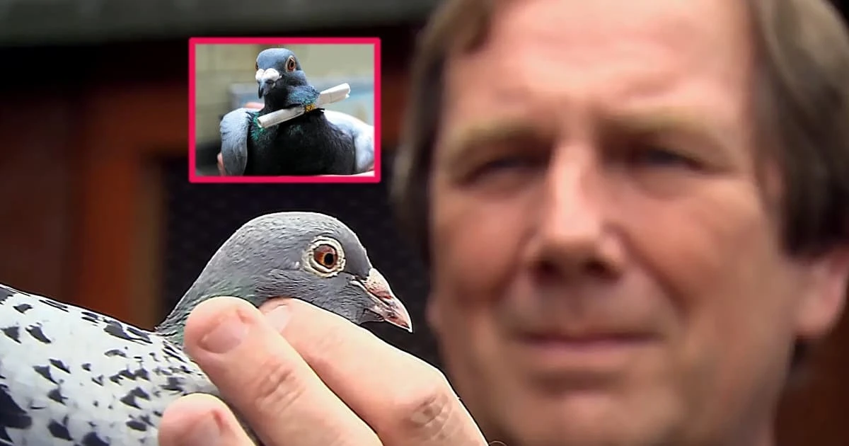 Gallery - Vì sao chim bồ câu là 'người đưa thư tự nhiên' xuất sắc? | Báo Tri thức và Cuộc sống - TIN TỨC PHỔ BIẾN KIẾN THỨC 24H