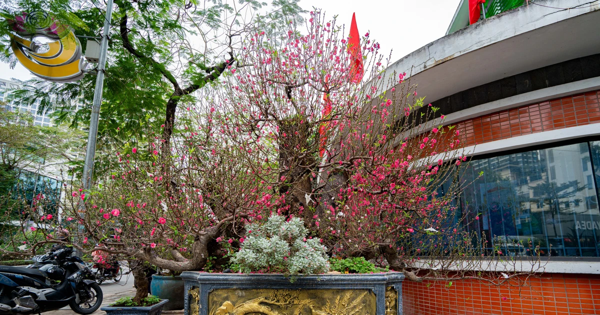 Gallery - Đào cổ Ngũ Phúc Quần Thụ giá thuê 120 triệu ở chợ hoa Tết Hà Nội | Báo Tri thức và Cuộc sống - TIN TỨC PHỔ BIẾN KIẾN THỨC 24H
