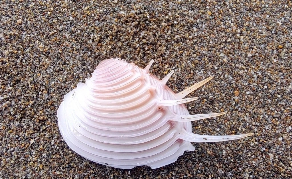 View - Ngao vệ nữ hiếm gặp, nhiều người ráo riết săn lùng | Báo Tri thức và Cuộc sống - TIN TỨC PHỔ BIẾN KIẾN THỨC 24H