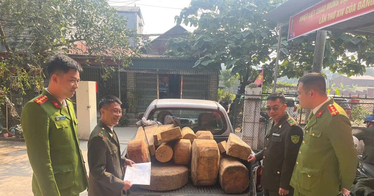 View - Xử lý 2 vụ cất giữ, vận chuyển trái phép khúc gỗ pơ mu | Báo Tri thức và Cuộc sống - TIN TỨC PHỔ BIẾN KIẾN THỨC 24H