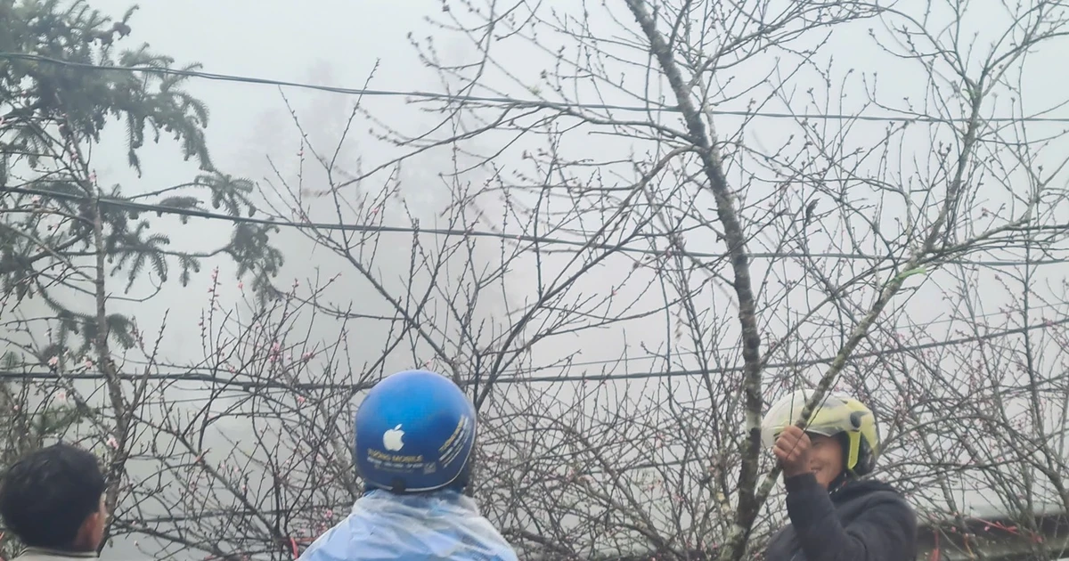 Gallery - Nhộn nhịp chợ đào đá Sa Pa | Báo Tri thức và Cuộc sống - TIN TỨC PHỔ BIẾN KIẾN THỨC 24H