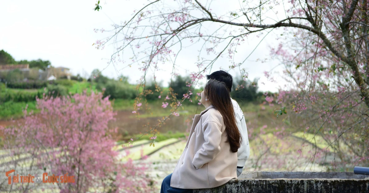 View - Cận Tết Dương lịch, mai anh đào nhuộm tím đồi chè Cầu Đất Đà Lạt | Báo Tri thức và Cuộc sống - TIN TỨC PHỔ BIẾN KIẾN THỨC 24H