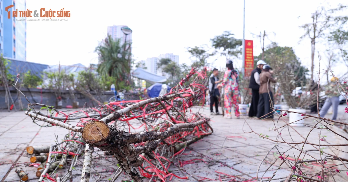 View - Sức mua chậm, người buôn đào quất chặt bỏ hàng trăm cành | Báo Tri thức và Cuộc sống - TIN TỨC PHỔ BIẾN KIẾN THỨC 24H