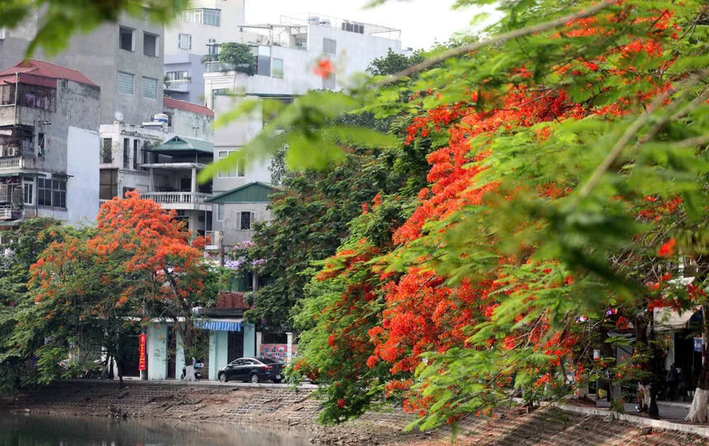 View - Phượng vĩ đỏ rực phố phường Hà Nội tháng 5 | Báo Tri thức và Cuộc sống - TIN TỨC PHỔ BIẾN KIẾN THỨC 24H