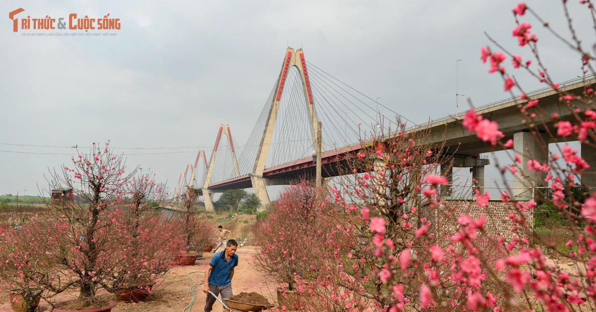 View - Ngày cuối năm ngắm vườn đào Nhật Tân, hương Tết chạm ngõ Thủ đô | Báo Tri thức và Cuộc sống - TIN TỨC PHỔ BIẾN KIẾN THỨC 24H
