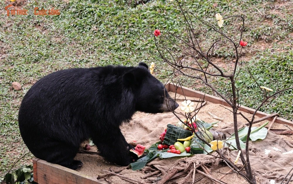 Gallery - Tết ấm áp của những “chú gấu may mắn” tại Vườn quốc gia Bạch Mã | Báo Tri thức và Cuộc sống - TIN TỨC PHỔ BIẾN KIẾN THỨC 24H