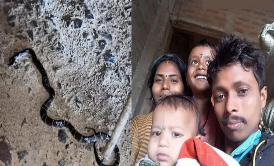 Đang xem tivi cùng cha, hai bé trai bị rắn độc cắn tử vong