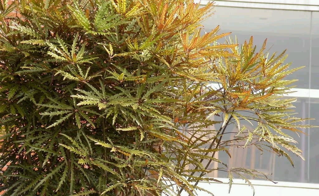 View - 3 cây cảnh trồng trong phòng khách giúp hút tài lộc, thịnh vượng dài lâu | Báo Tri thức và Cuộc sống - TIN TỨC PHỔ BIẾN KIẾN THỨC 24H