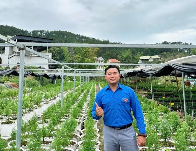 Thạc sĩ 9X biến cây hoàng đàn tuyết thành cơ hội khởi nghiệp