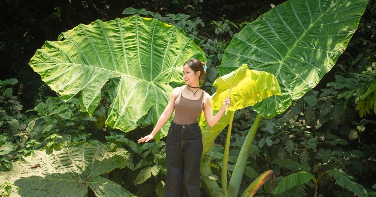 View - Du khách rủ nhau check-in cây ráy khổng lồ ở rừng Cúc Phương | Báo Tri thức và Cuộc sống - TIN TỨC PHỔ BIẾN KIẾN THỨC 24H