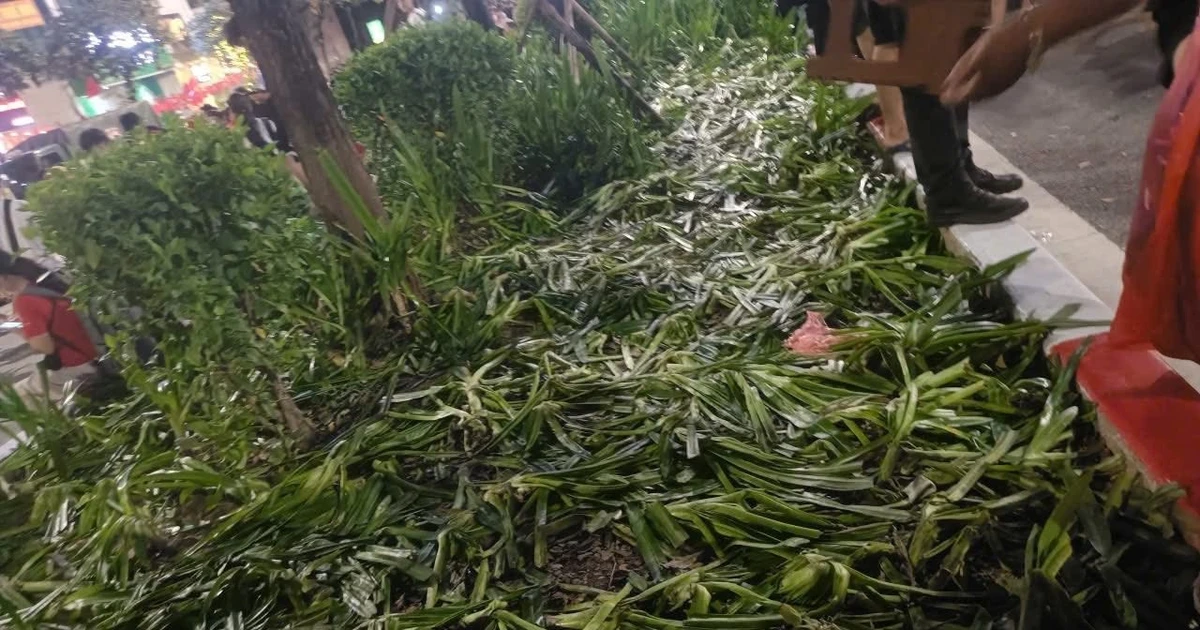 View - Luống cây bị giẫm nát sau khi xem hợp luyện diễu binh, diễu hành | Báo Tri thức và Cuộc sống - TIN TỨC PHỔ BIẾN KIẾN THỨC 24H