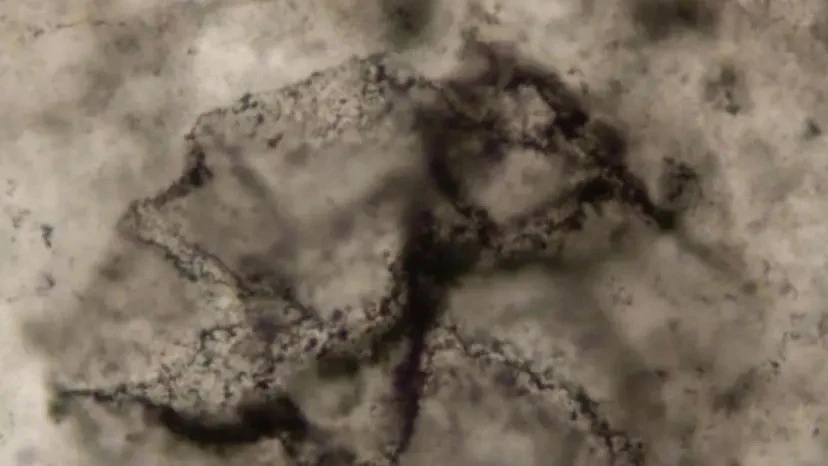 View - Tìm thấy manh mối về sự sống trong tảng đá 3,3 tỷ năm tuổi | Báo Tri thức và Cuộc sống - TIN TỨC PHỔ BIẾN KIẾN THỨC 24H