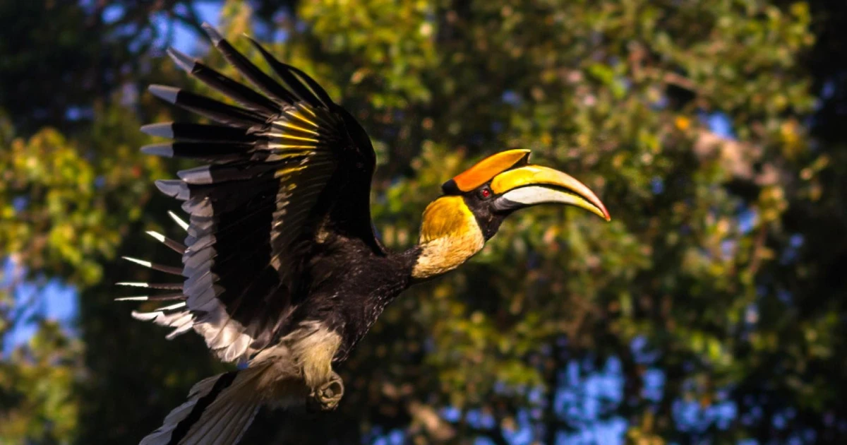 View - Loài chim chung thủy nhất thế giới, tặng 'quà' khi theo đuổi tình yêu | Báo Tri thức và Cuộc sống - TIN TỨC PHỔ BIẾN KIẾN THỨC 24H