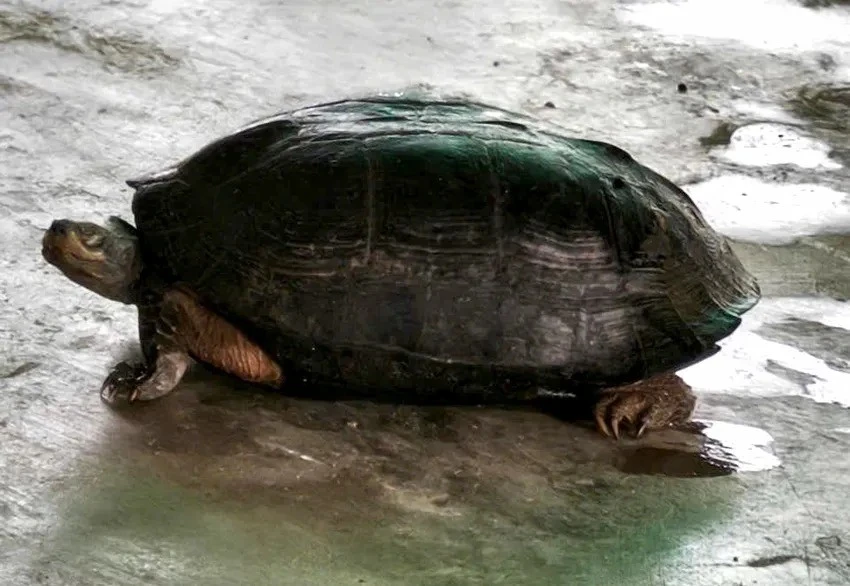 View - Rùa đầu đen nặng 5 kg bò vào rẫy ở Khánh Hòa sau lũ quý hiếm cỡ nào? | Báo Tri thức và Cuộc sống - TIN TỨC PHỔ BIẾN KIẾN THỨC 24H