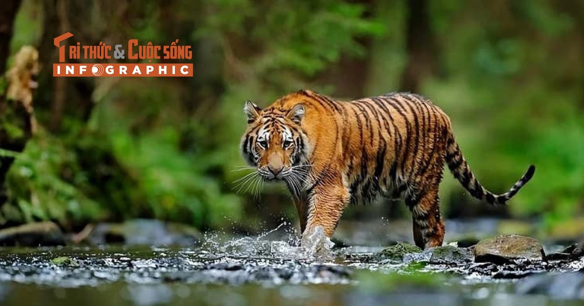 View - [INFOGRAPHIC] Những loài hổ quý hiếm nổi tiếng thế giới | Báo Tri thức và Cuộc sống - TIN TỨC PHỔ BIẾN KIẾN THỨC 24H