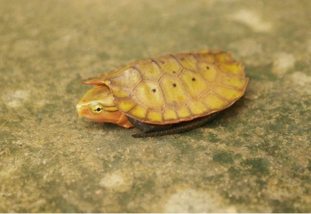 View - Những động vật lần đầu xuất hiện ở Thanh Hóa quý hiếm cỡ nào? | Báo Tri thức và Cuộc sống - TIN TỨC PHỔ BIẾN KIẾN THỨC 24H