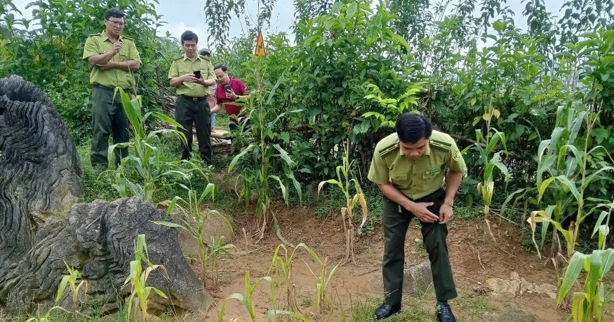 View - Xôn xao hổ xuất hiện ở Phú Thọ, chính quyền cảnh báo sao? | Báo Tri thức và Cuộc sống - TIN TỨC PHỔ BIẾN KIẾN THỨC 24H