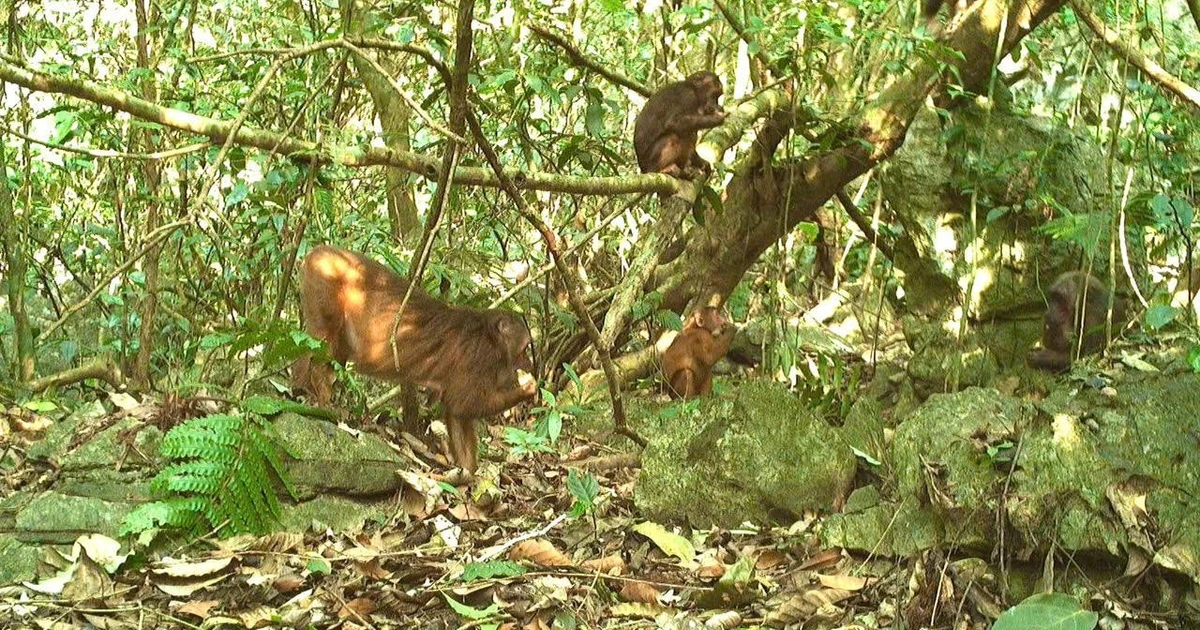 View - Nhiều loài quý hiếm tại Cao nguyên đá Đồng Văn bất ngờ lọt bẫy ảnh | Báo Tri thức và Cuộc sống - TIN TỨC PHỔ BIẾN KIẾN THỨC 24H