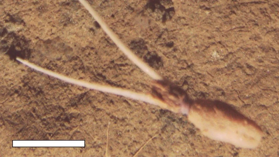 View - Kỳ lạ loài mực biết đóng giả thực vật, chưa từng biết đến | Báo Tri thức và Cuộc sống - TIN TỨC PHỔ BIẾN KIẾN THỨC 24H