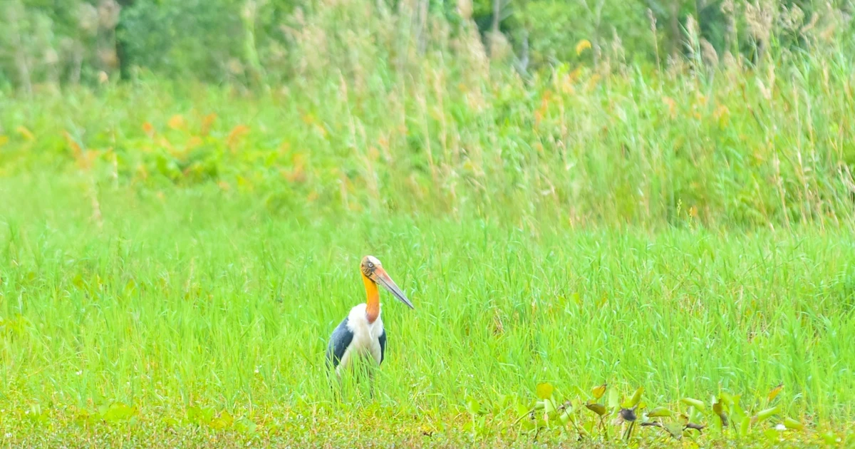 View - Già đẫy Java bất ngờ xuất hiện sau nhiều năm vắng bóng | Báo Tri thức và Cuộc sống - TIN TỨC PHỔ BIẾN KIẾN THỨC 24H