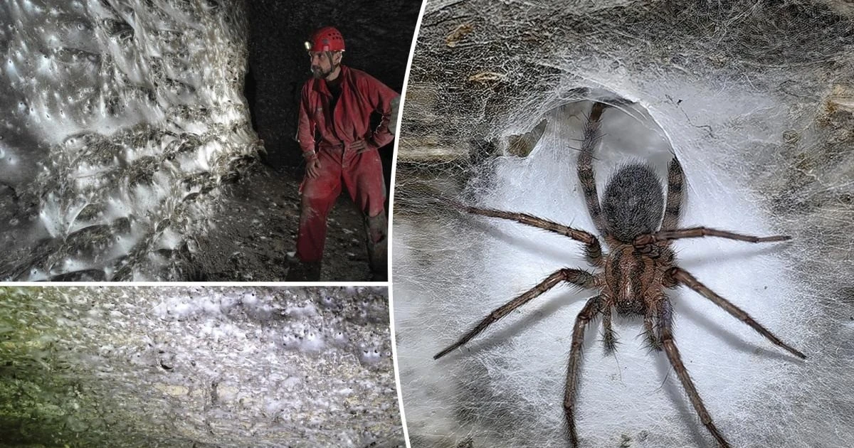 View - Phát hiện sốc mạng nhện lớn nhất thế giới trong hang động lưu huỳnh | Báo Tri thức và Cuộc sống - TIN TỨC PHỔ BIẾN KIẾN THỨC 24H