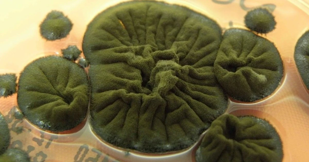 View - Khả năng bí ẩn của loại nấm ở vùng thảm họa hạt nhân Chernobyl | Báo Tri thức và Cuộc sống - TIN TỨC PHỔ BIẾN KIẾN THỨC 24H