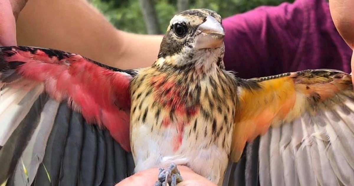 View - Điểm tên những động vật 'dị biệt' trong tự nhiên gây chấn động khoa học | Báo Tri thức và Cuộc sống - TIN TỨC PHỔ BIẾN KIẾN THỨC 24H