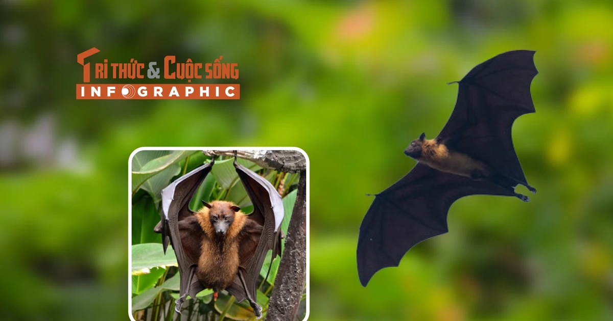 View - [INFOGRAPHIC] Loài dơi quạ quý hiếm nổi tiếng Việt Nam | Báo Tri thức và Cuộc sống - TIN TỨC PHỔ BIẾN KIẾN THỨC 24H