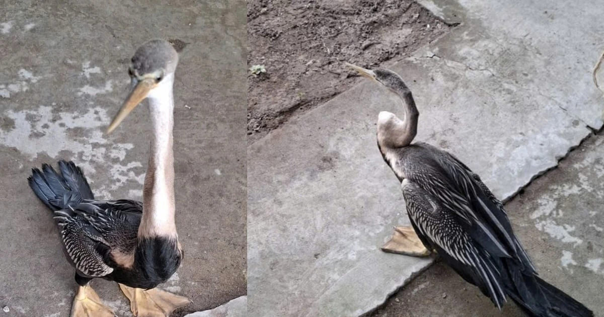 View - Chim cổ rắn quý hiếm xuất hiện ở Đồng Tháp, người dân lập tức bàn giao | Báo Tri thức và Cuộc sống - TIN TỨC PHỔ BIẾN KIẾN THỨC 24H