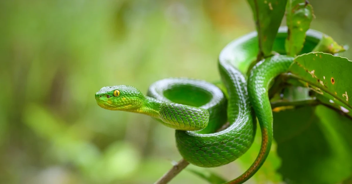 View - Vào mùa hung hãn, loài rắn độc này liên tục tấn công người | Báo Tri thức và Cuộc sống - TIN TỨC PHỔ BIẾN KIẾN THỨC 24H