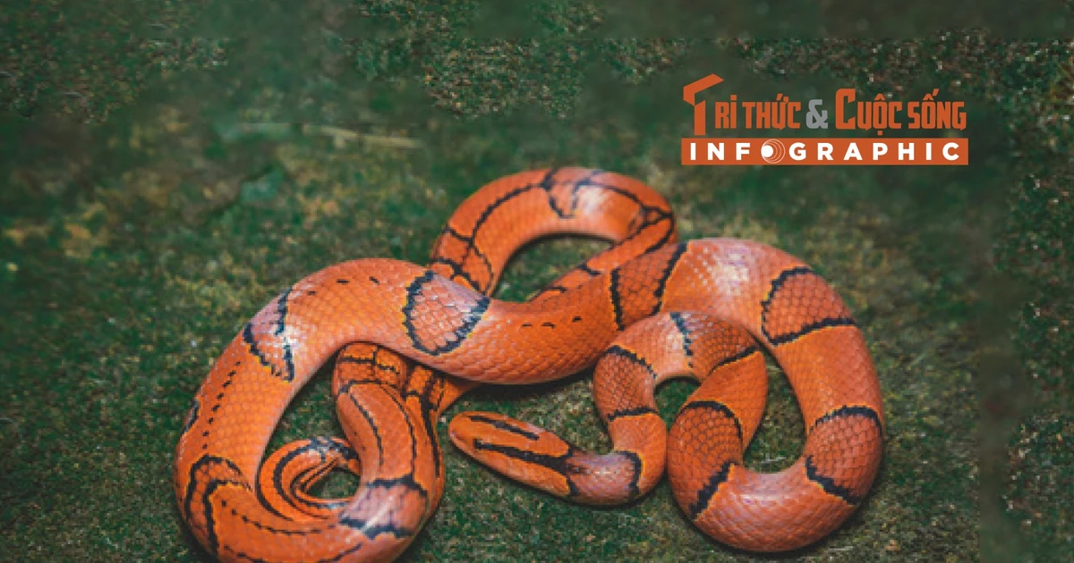 View - [INFOGRAPHIC] Loài rắn giống hệt rắn cạp nong nhưng không có nọc độc | Báo Tri thức và Cuộc sống - TIN TỨC PHỔ BIẾN KIẾN THỨC 24H
