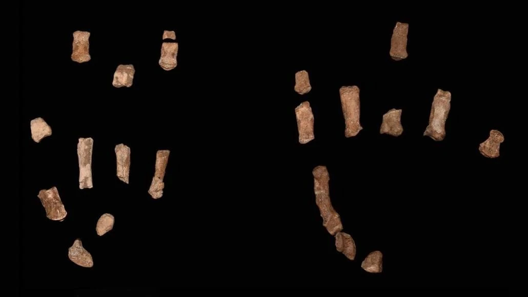 View - Mẫu bàn tay hóa thạch người cổ đại hé lộ bí mật bất ngờ | Báo Tri thức và Cuộc sống - TIN TỨC PHỔ BIẾN KIẾN THỨC 24H