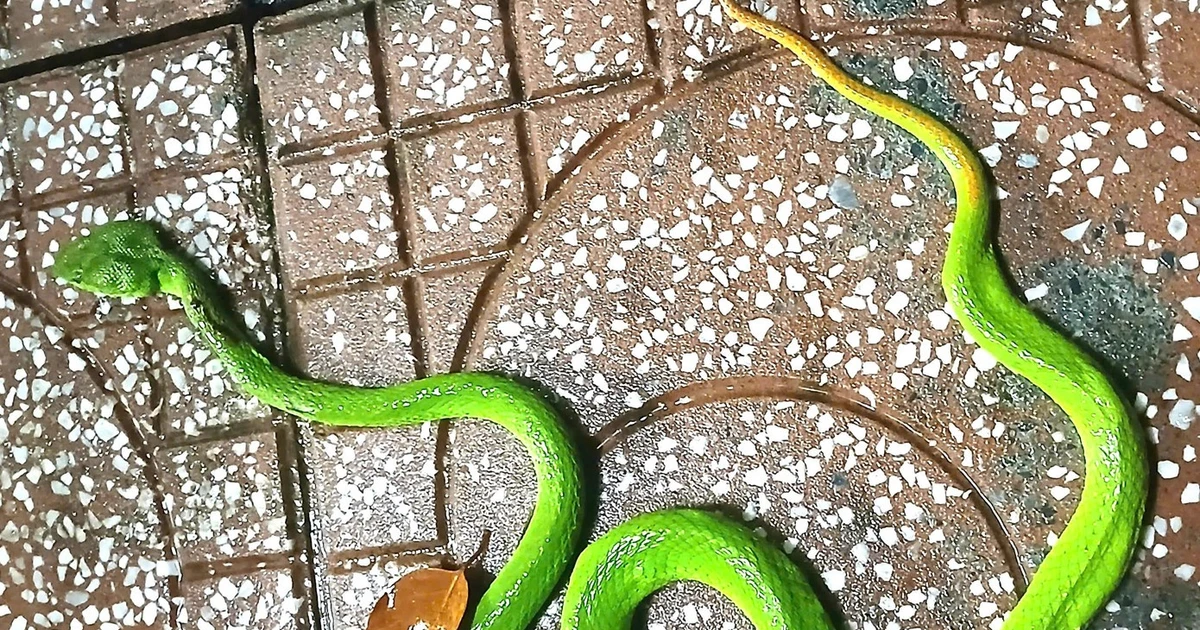 Gallery - Rùng mình những lần rắn độc bò vào nhà dân | Báo Tri thức và Cuộc sống - TIN TỨC PHỔ BIẾN KIẾN THỨC 24H