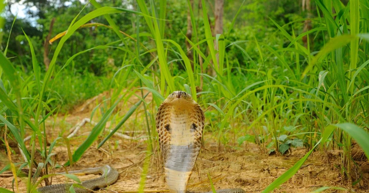 View - Top loài rắn hổ mang nguy hiểm nhất phân bố ở Việt Nam | Báo Tri thức và Cuộc sống - TIN TỨC PHỔ BIẾN KIẾN THỨC 24H