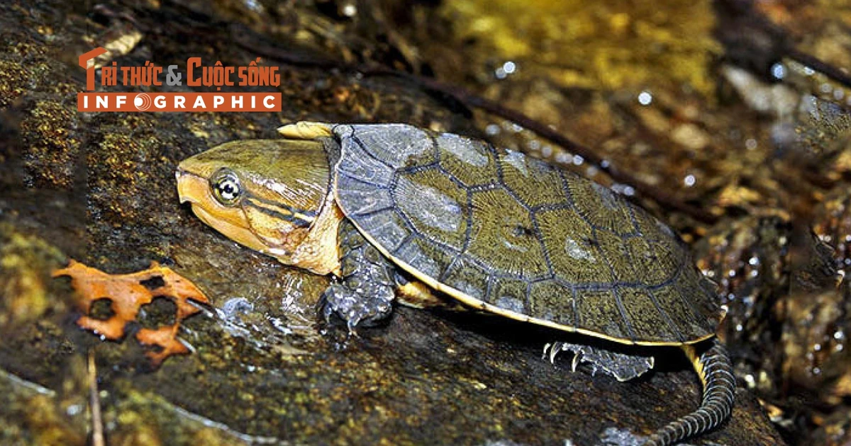 [INFOGRAPHIC] Loài rùa đầu to quý hiếm 'đi lạc' vào nhà dân ở Quảng Ngãi