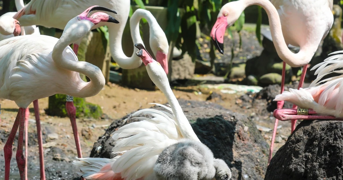 View - Hồng hạc con chào đời tại Thảo Cầm viên, kỳ tích sau 20 năm | Báo Tri thức và Cuộc sống - TIN TỨC PHỔ BIẾN KIẾN THỨC 24H