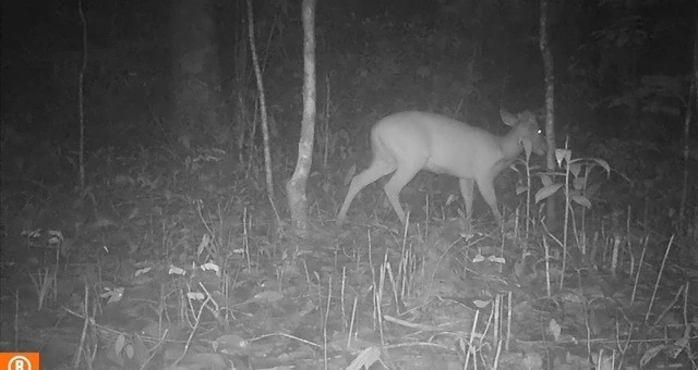 View - Đặt bẫy ảnh, lộ diện động vật cực quý hiếm ở VQG Chư Mom Ray | Báo Tri thức và Cuộc sống - TIN TỨC PHỔ BIẾN KIẾN THỨC 24H