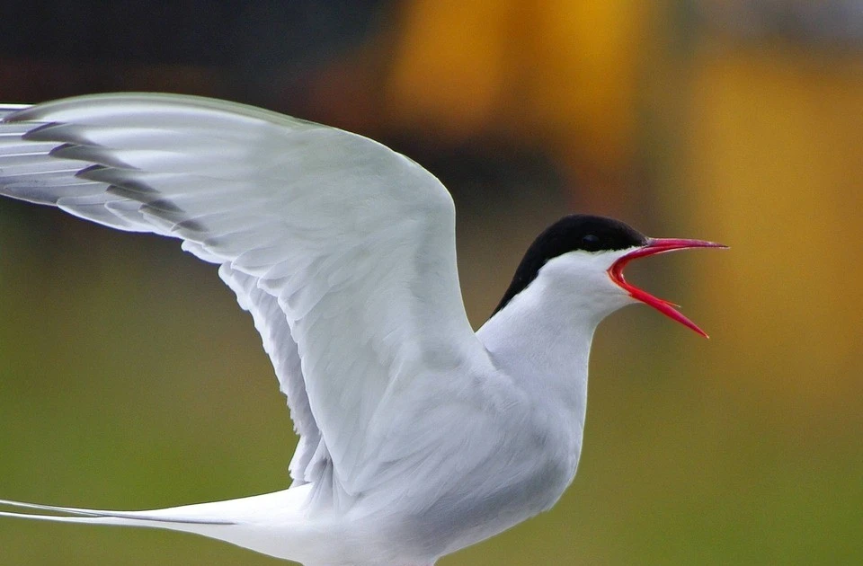 View - Nhạn biển có thể phá hỏng cuộc cách mạng hạt nhân mini của Anh? | Báo Tri thức và Cuộc sống - TIN TỨC PHỔ BIẾN KIẾN THỨC 24H