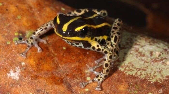 View - Phát hiện loài ếch độc mới chỉ dài 15 mm tại Peru | Báo Tri thức và Cuộc sống - TIN TỨC PHỔ BIẾN KIẾN THỨC 24H