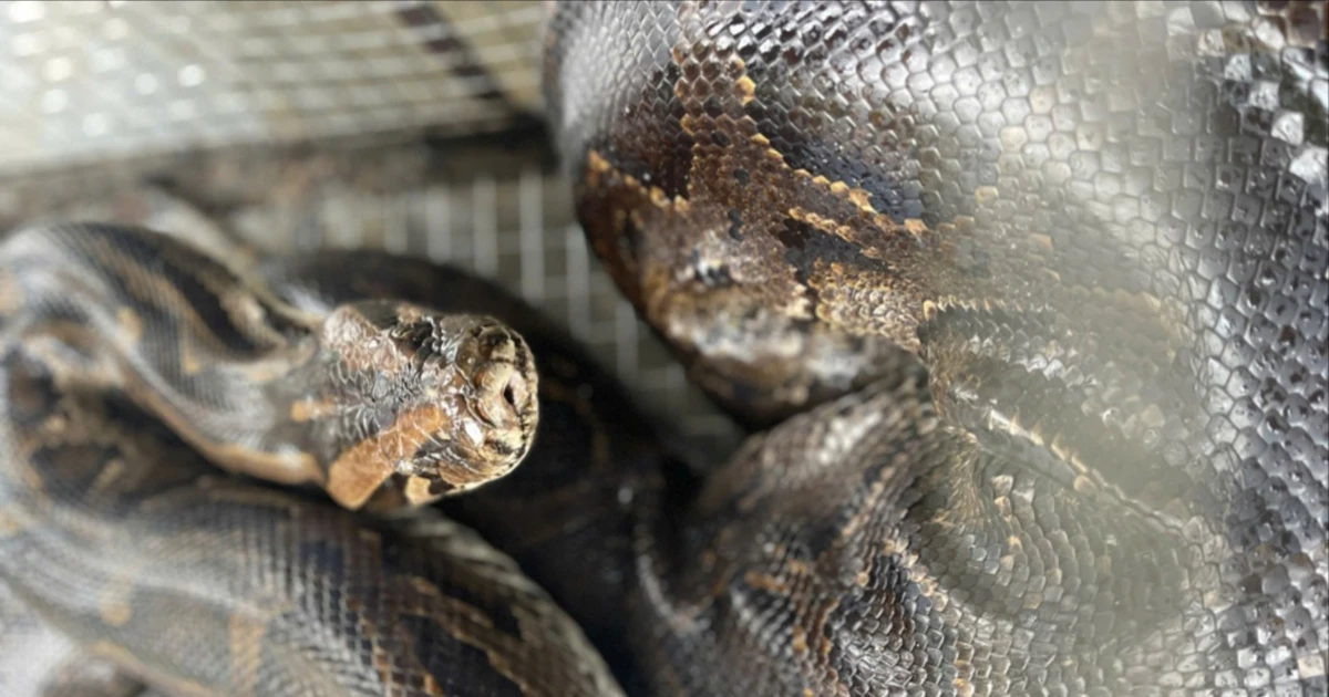 View - Vườn Quốc gia Vũ Quang tiếp nhận nhiều cá thể động vật quý hiếm | Báo Tri thức và Cuộc sống - TIN TỨC PHỔ BIẾN KIẾN THỨC 24H